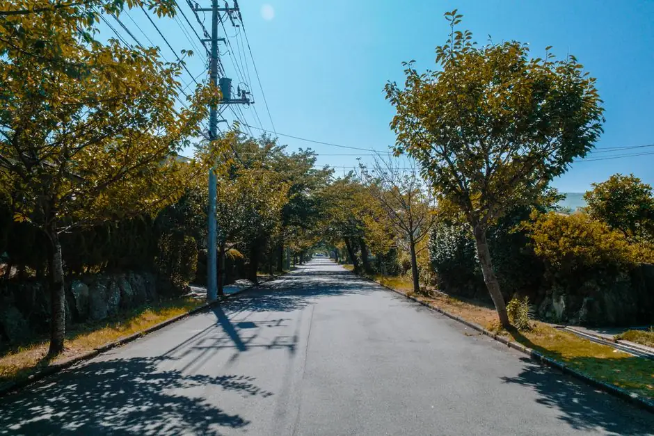 Tree lined suburban road on a bright day